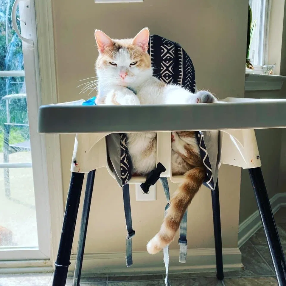 Lost cat in Fort Bragg, NC, 28307