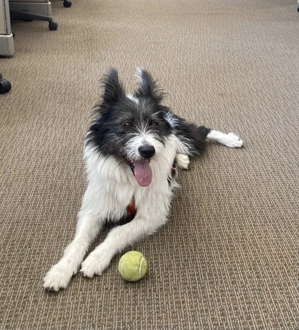 Lost dog in Salt Lake City, UT, 84112