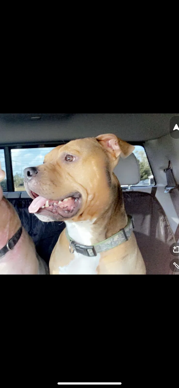 Lost dog in North Fort Myers, FL, 33917