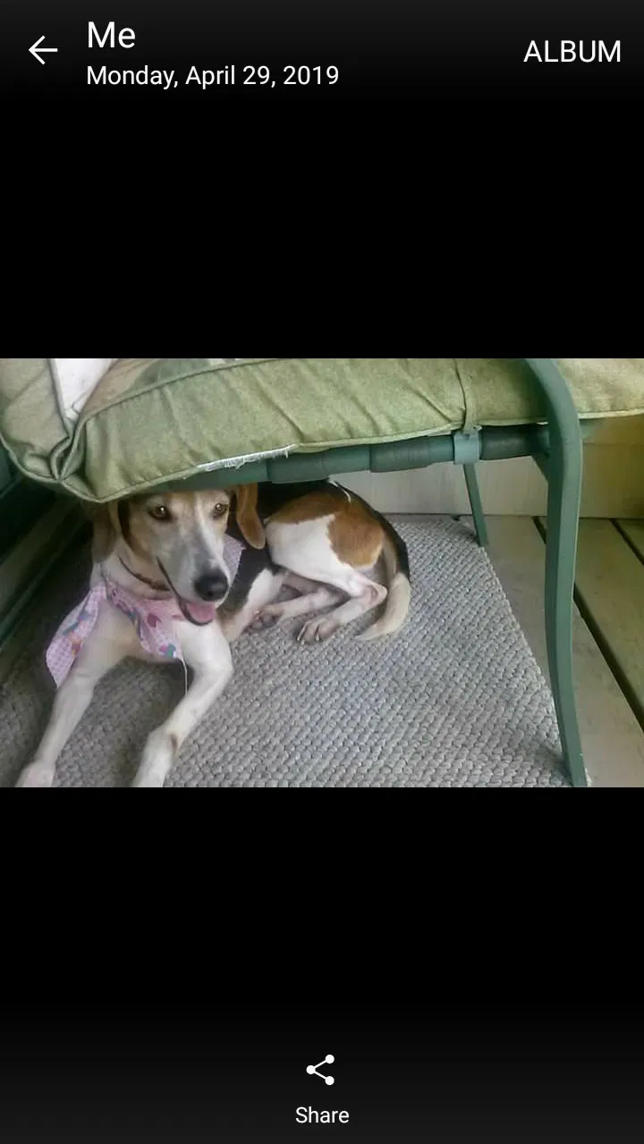 Lost dog in Jacksonville, FL, 32254
