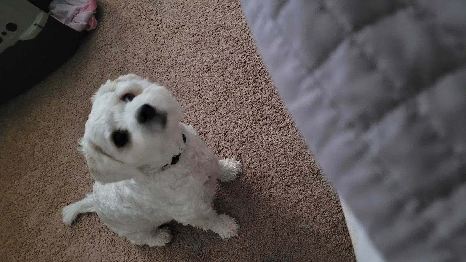 Lost dog in Hampton, VA, 23665