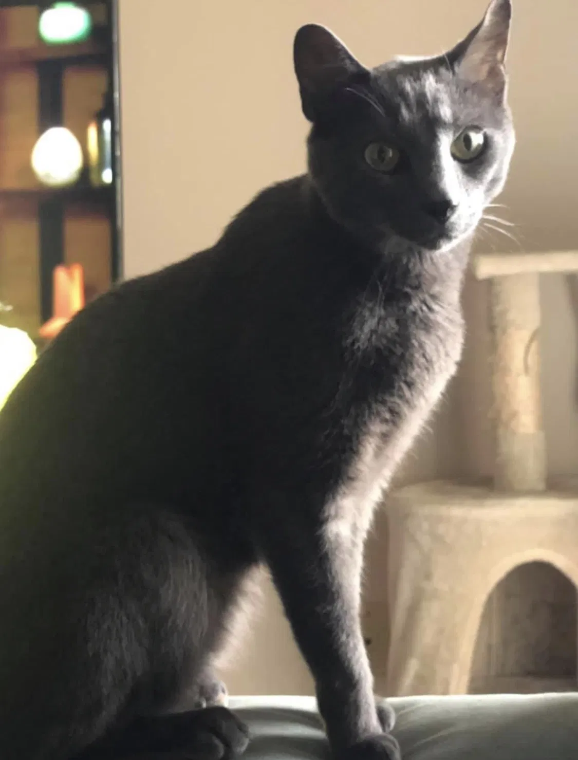 Lost cat in Washington, IN, 47501