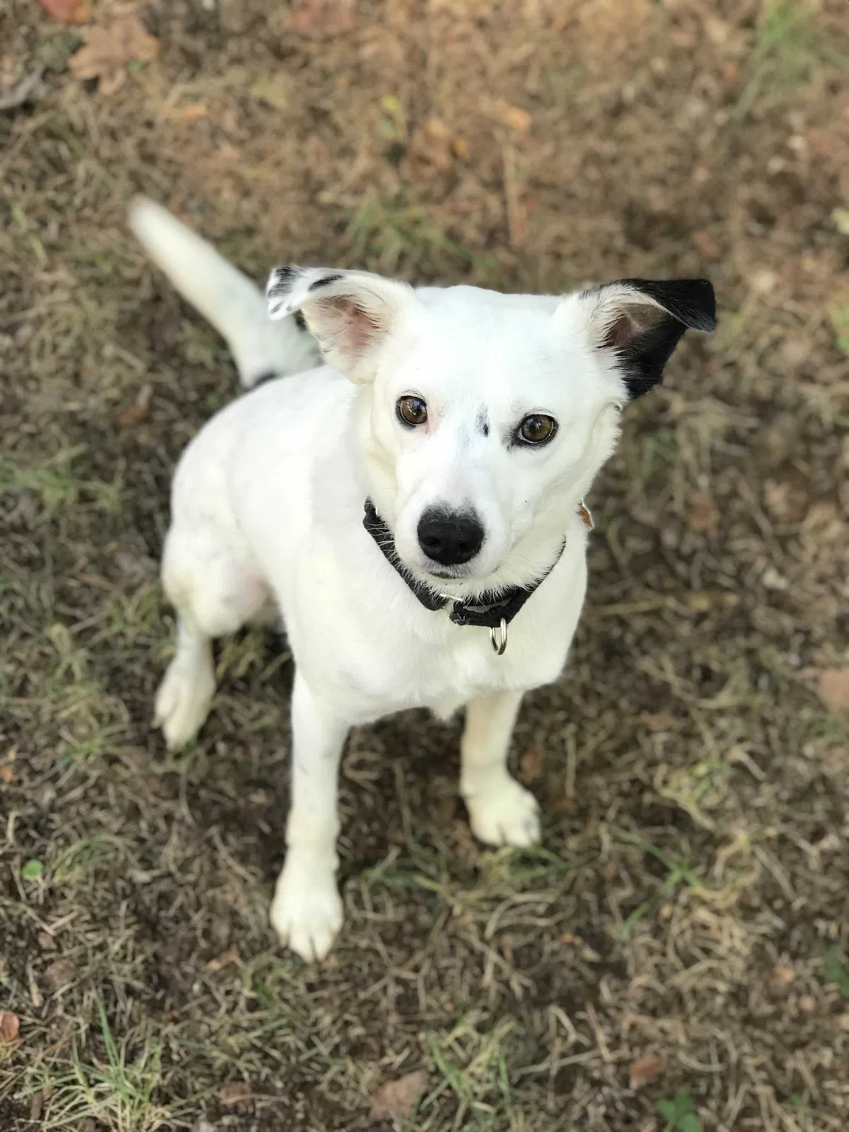 Lost dog in Atlanta, GA, 30316