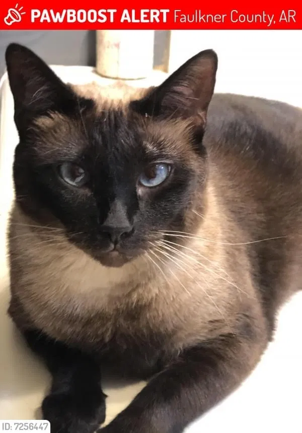 Lost cat in Conway, AR, 72032