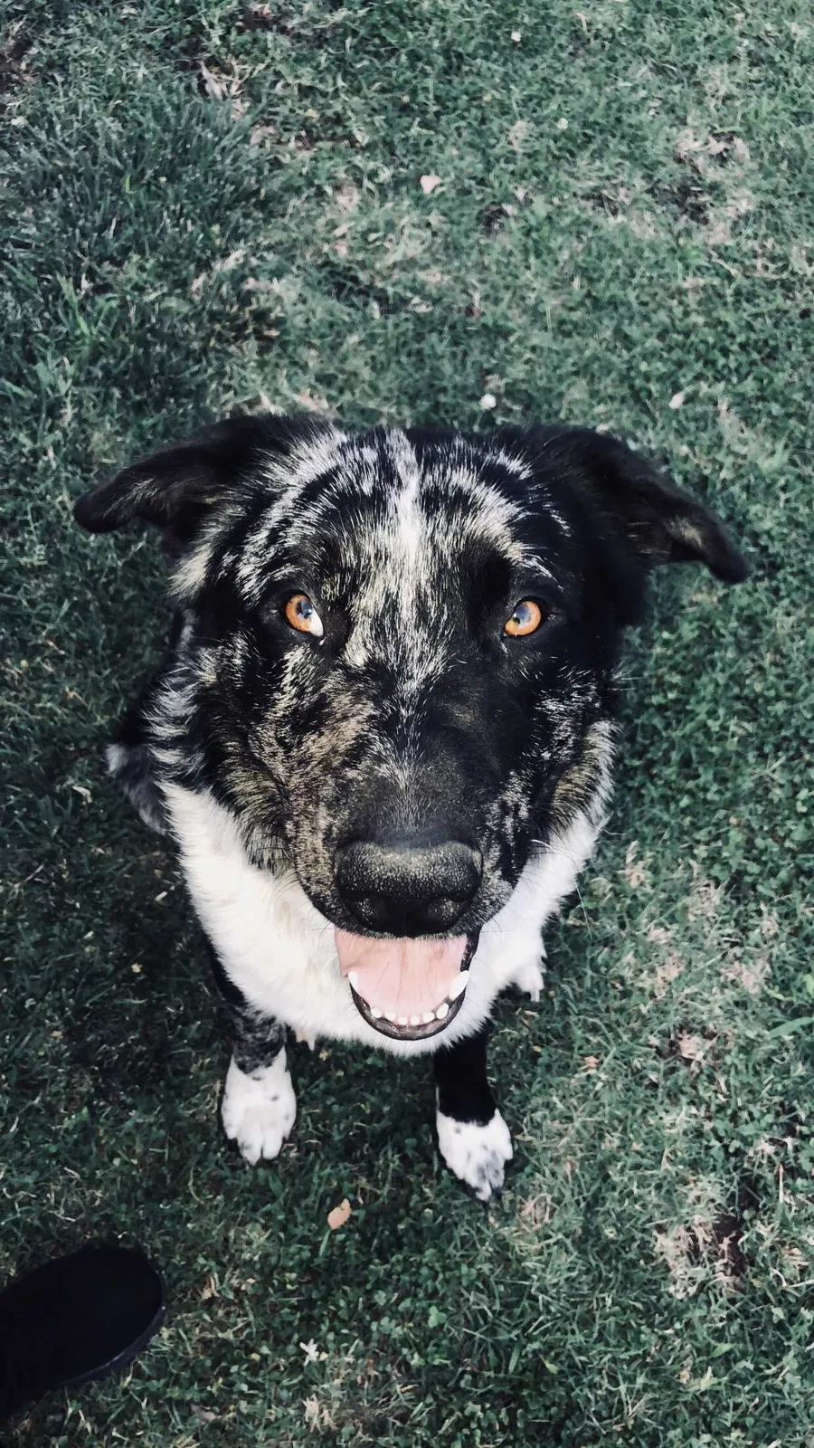 Missing Dog