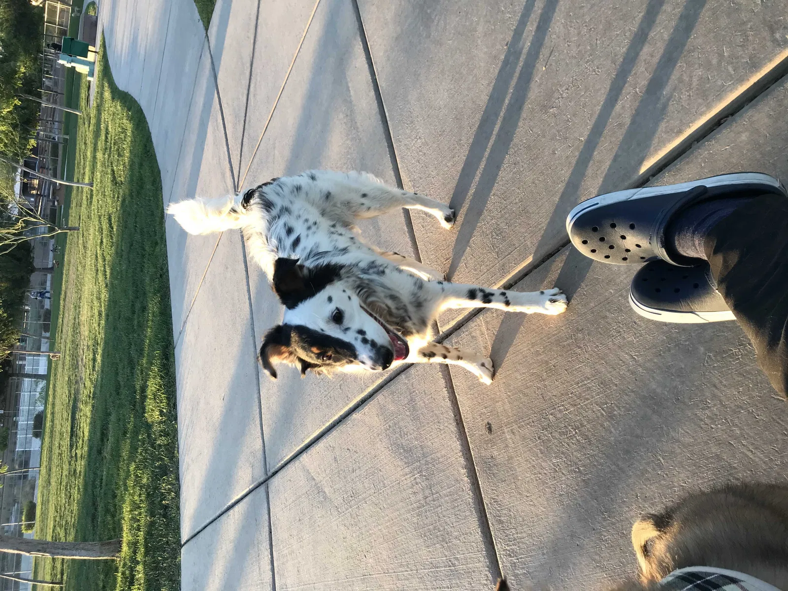 Lost dog in North Las Vegas, NV, 89081