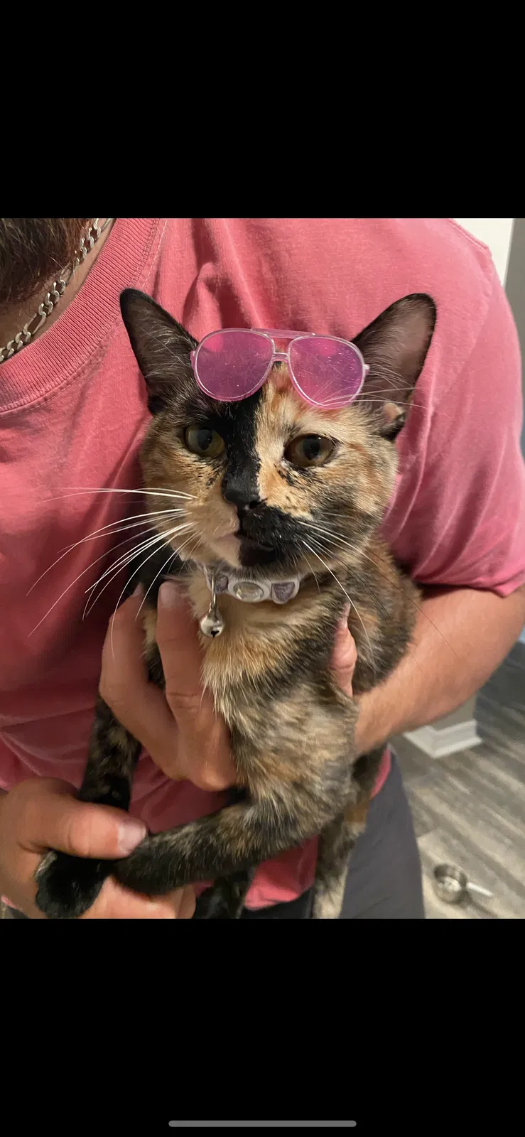 Lost cat in Pensacola, FL, 32506