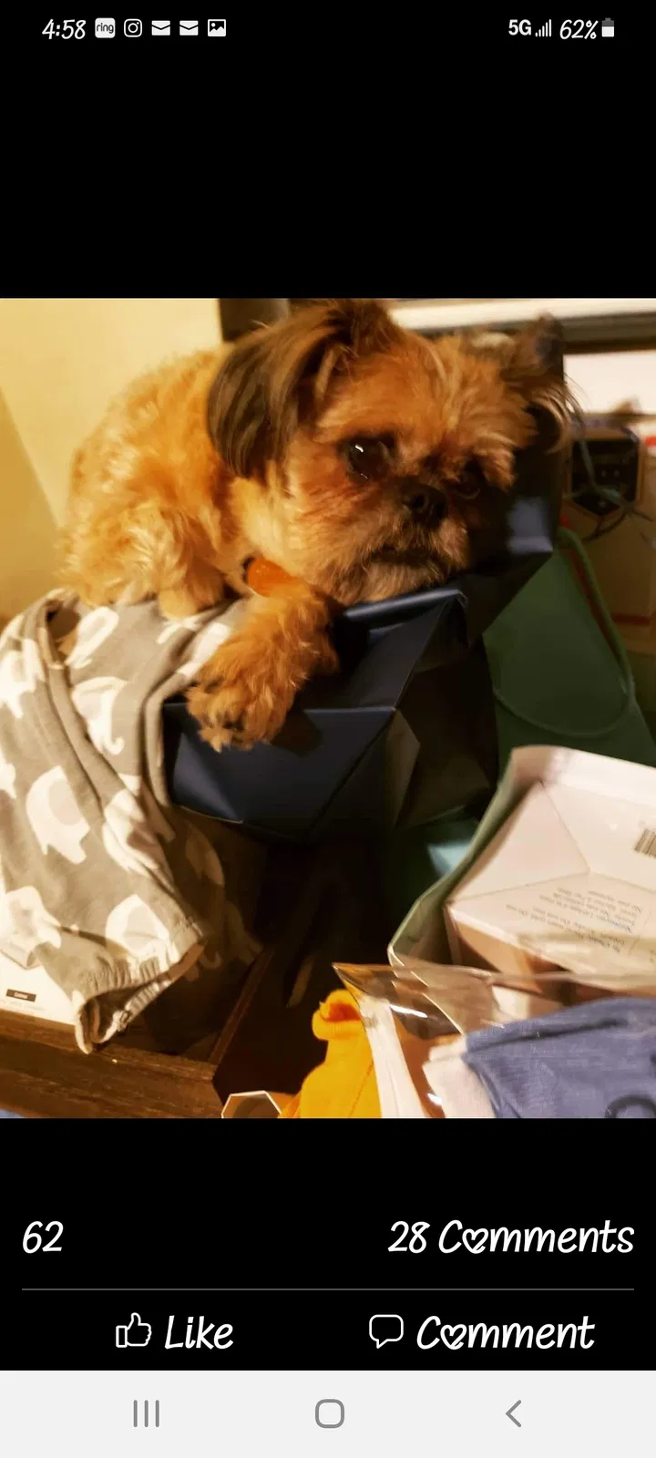 Lost dog in Tacoma, WA, 98466