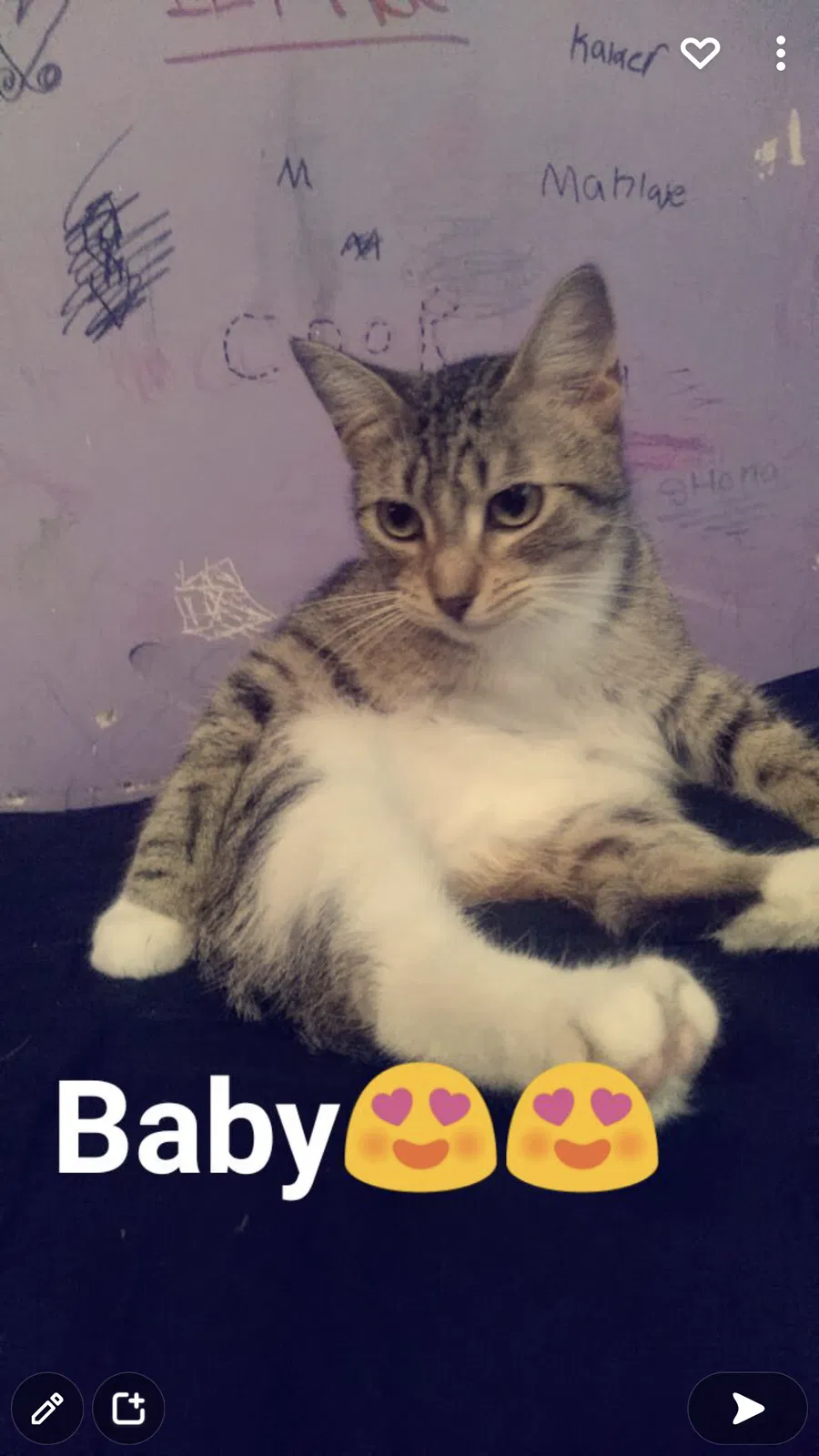 Lost cat in Wichita, KS, 67213