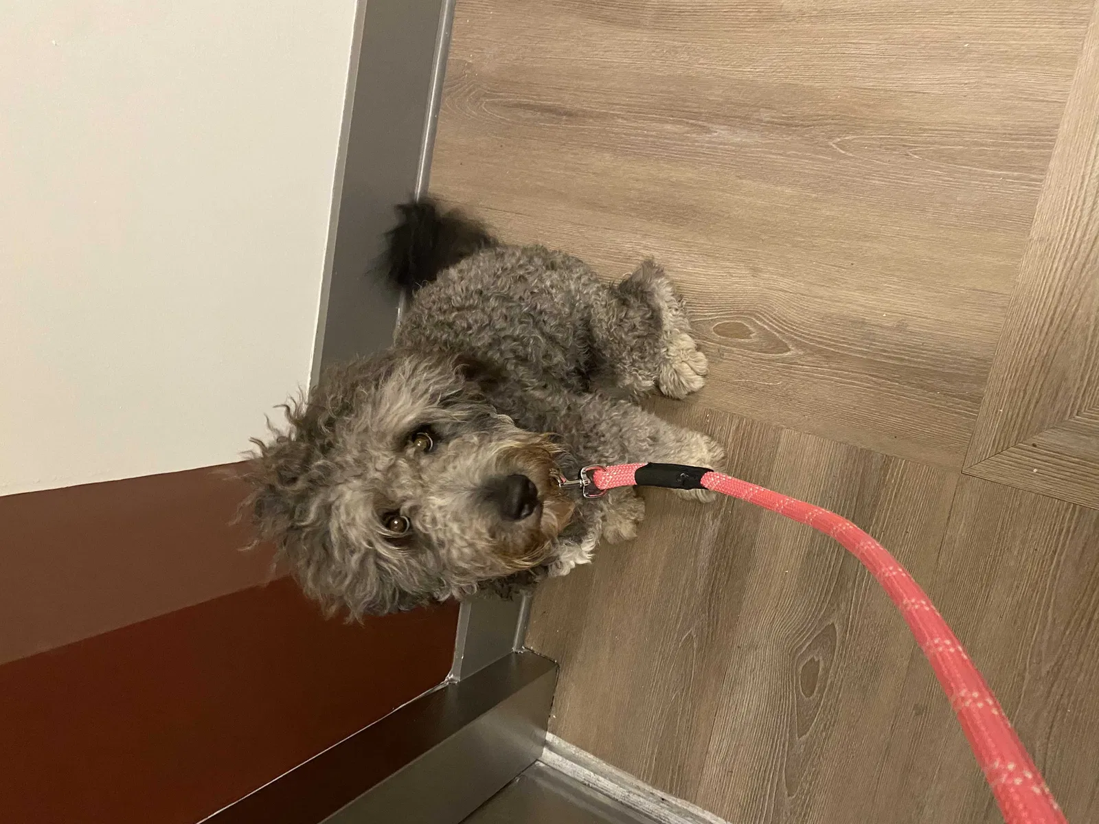 Lost dog in Charlotte, NC, 28202