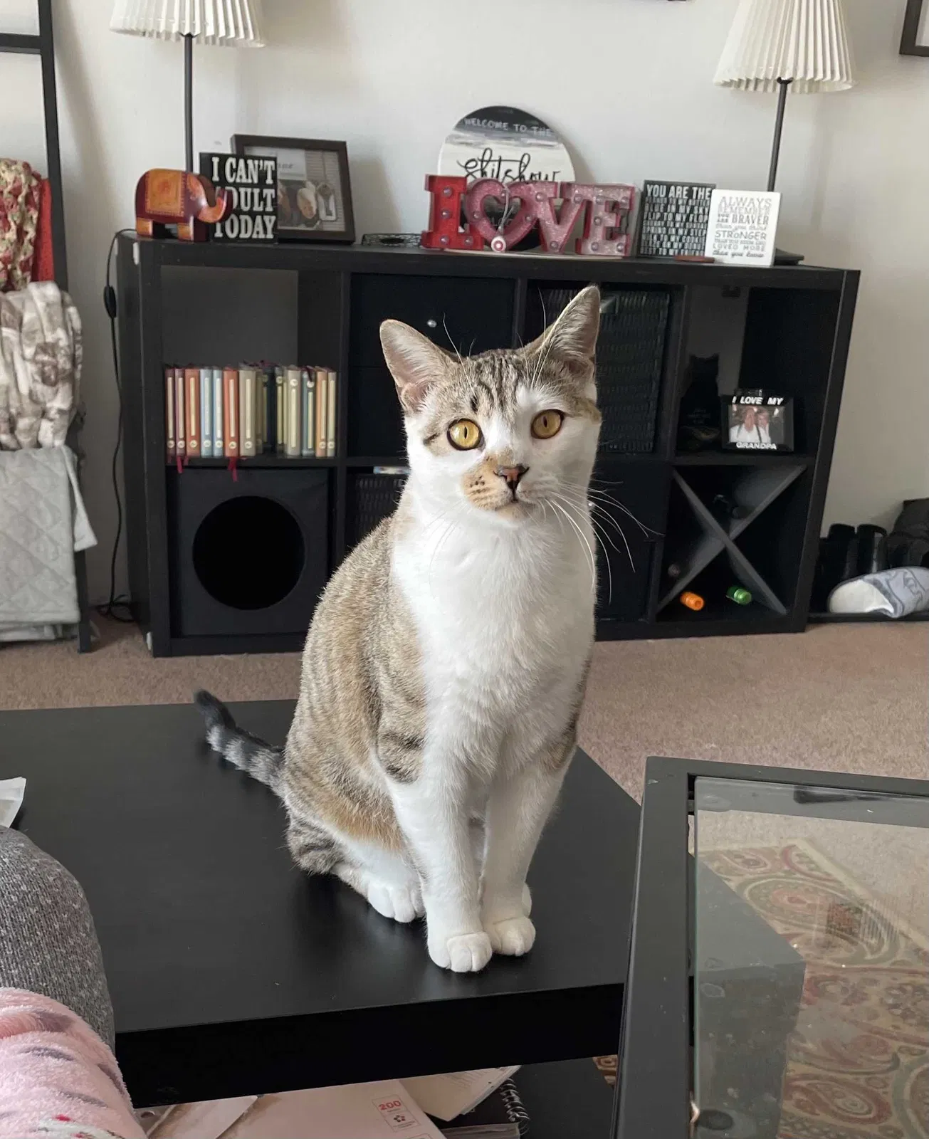Lost cat in Aurora, CO, 80014