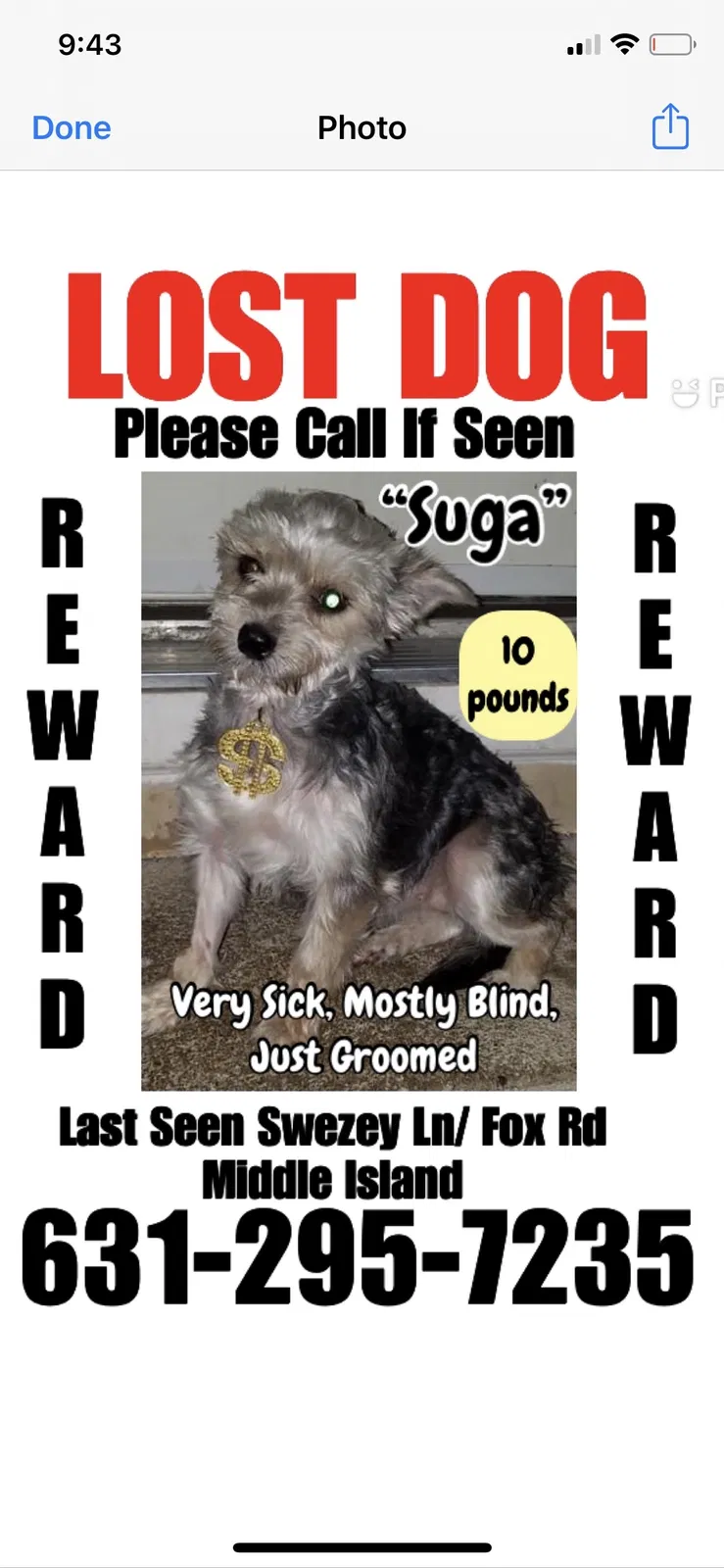 Lost dog in Middle Island, NY, 11953