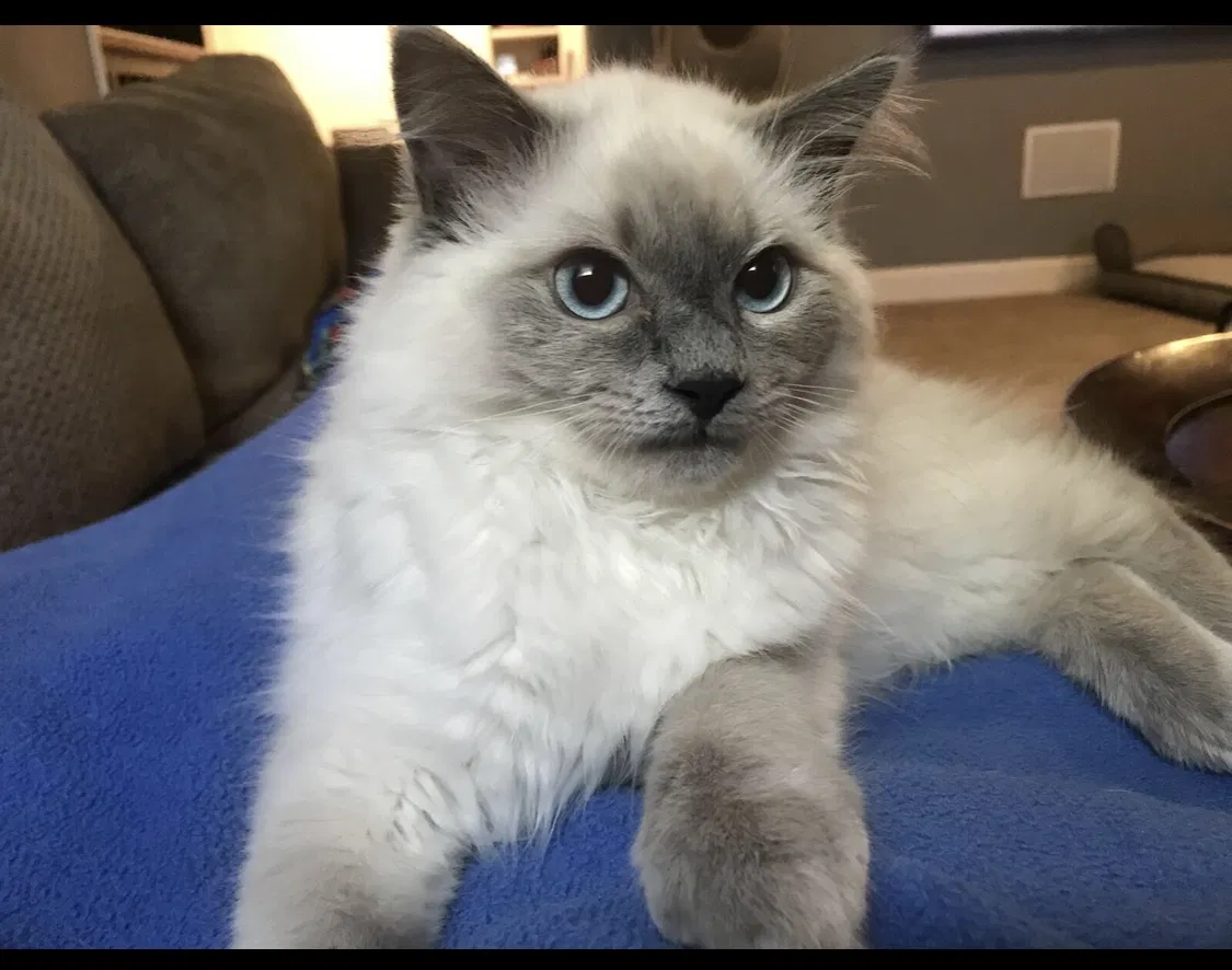 Lost cat in Minnetonka, MN, 55345