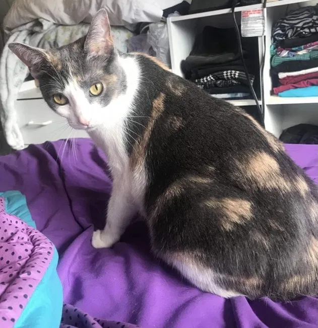 Lost cat in Albuquerque, NM, 87110