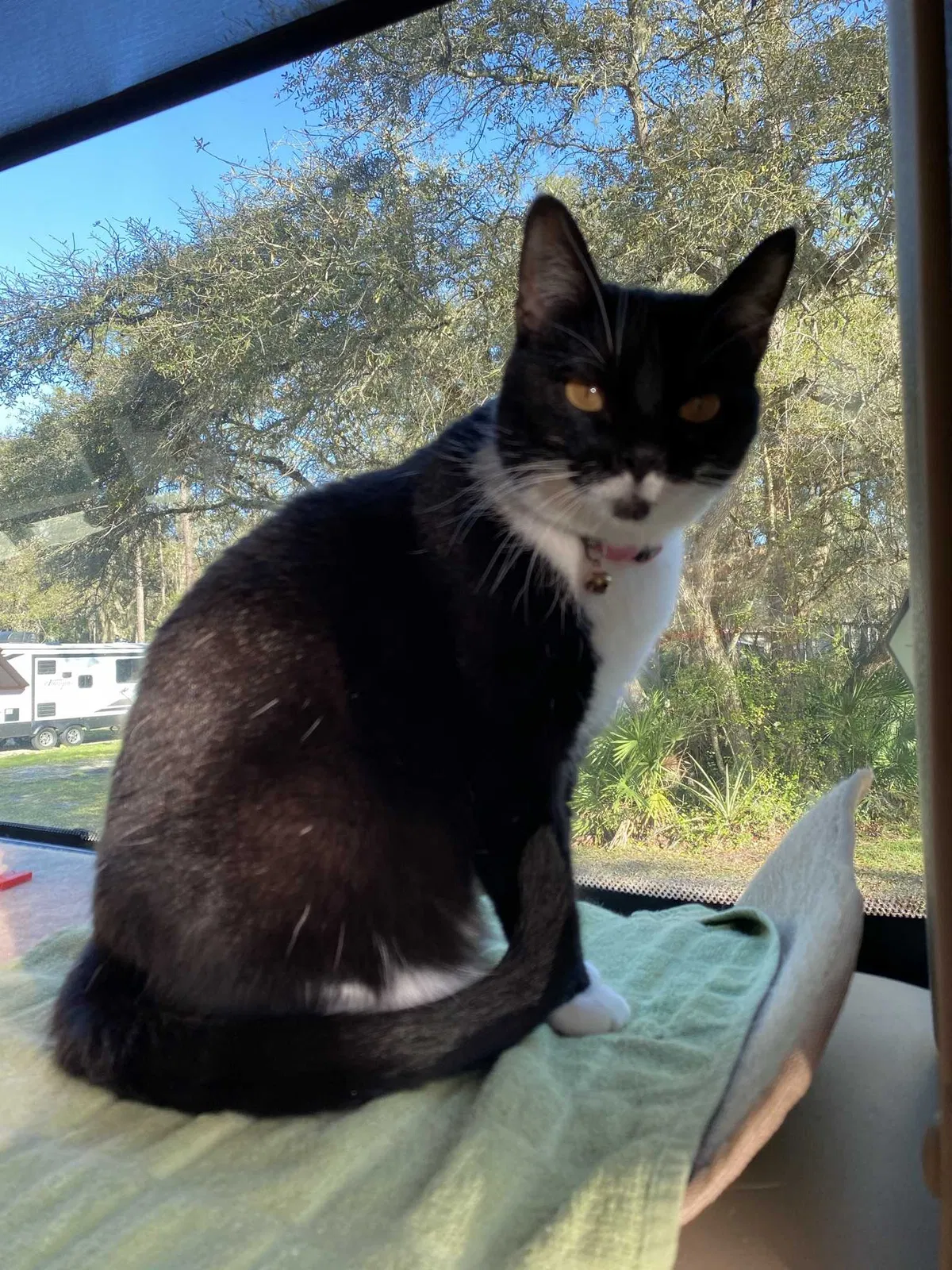 Lost cat in Rossville, GA, 30741