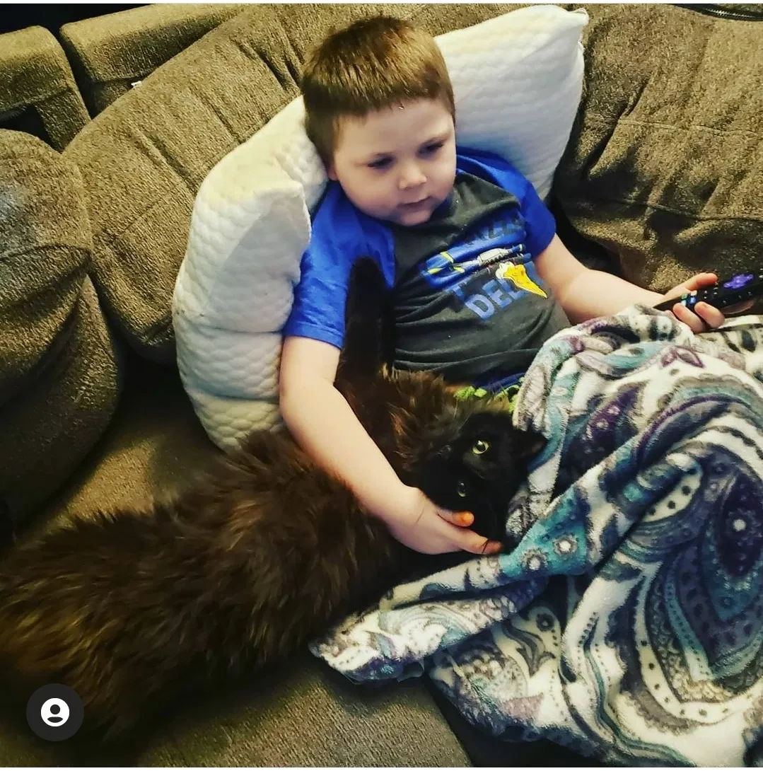 Lost cat in Graham, WA, 98338