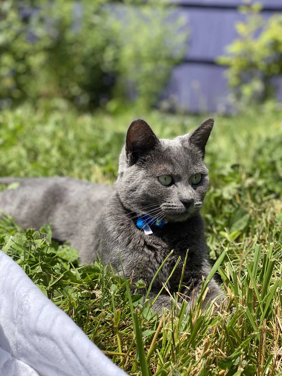 Lost cat in Portland, OR, 97222