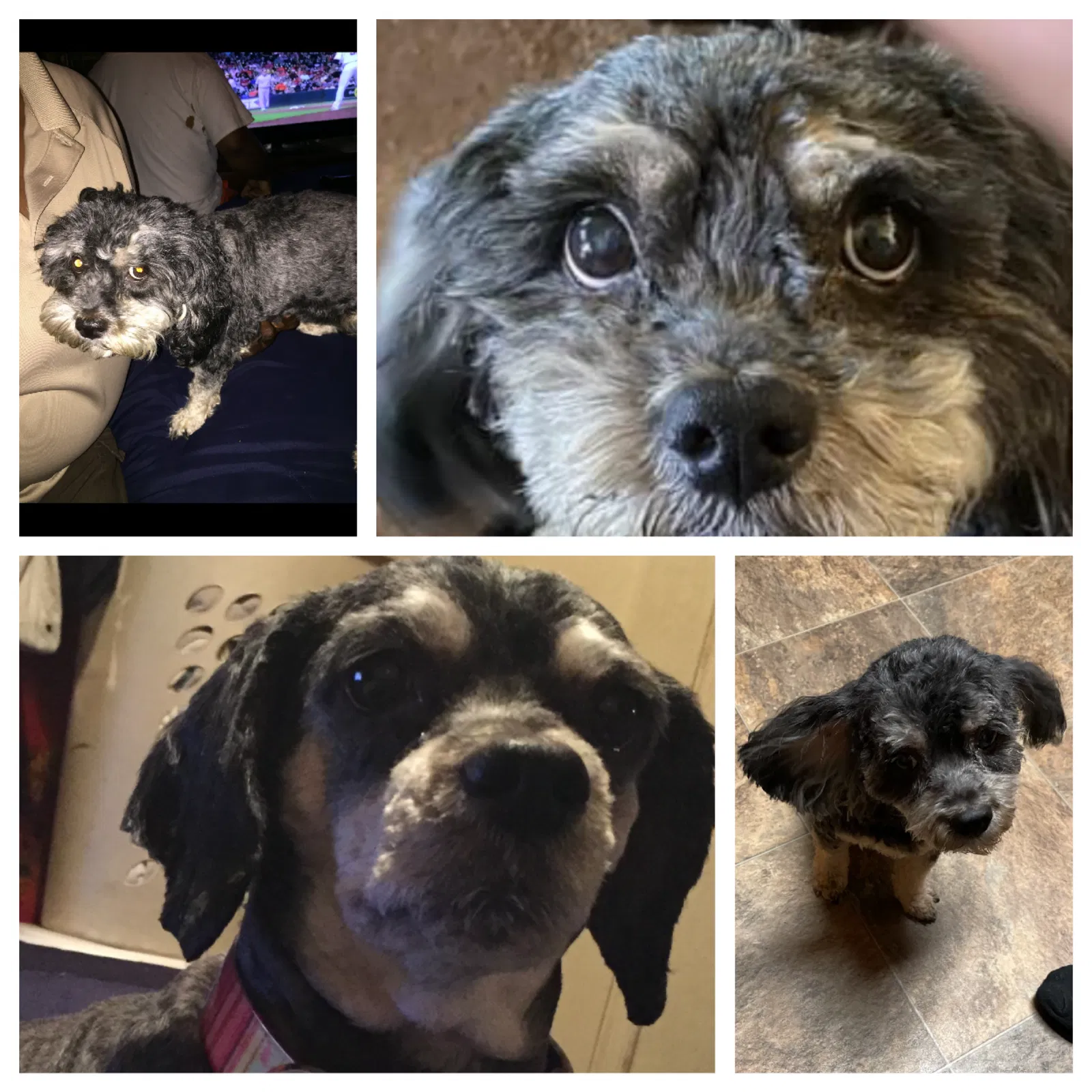 Lost dog in Oakland, CA, 94621