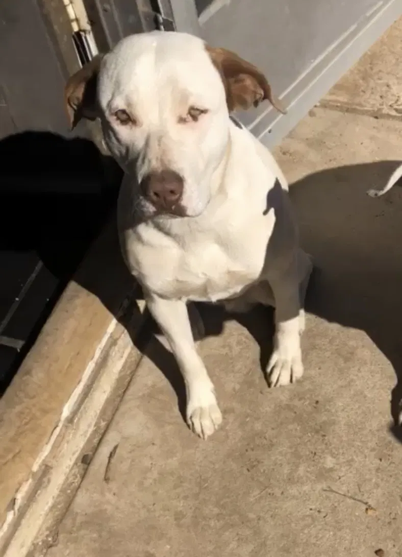 Lost dog in Glendale, AZ, 85301