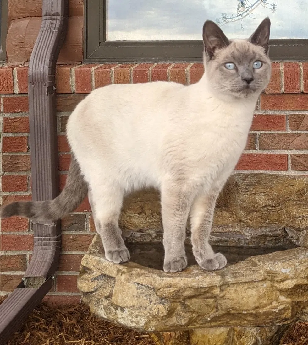 Lost cat in Parker, CO, 80138
