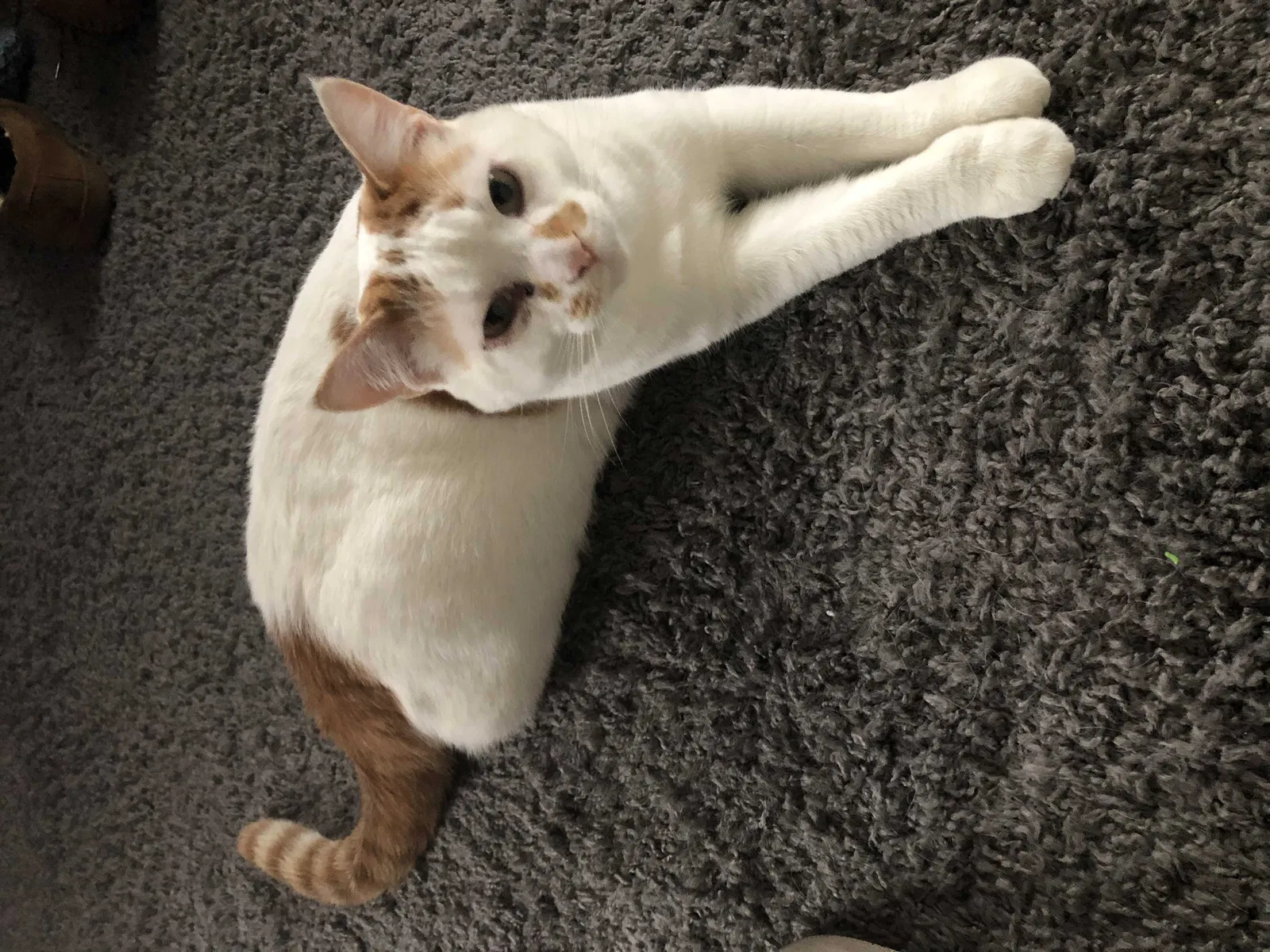Lost cat in Muncie, IN, 47303
