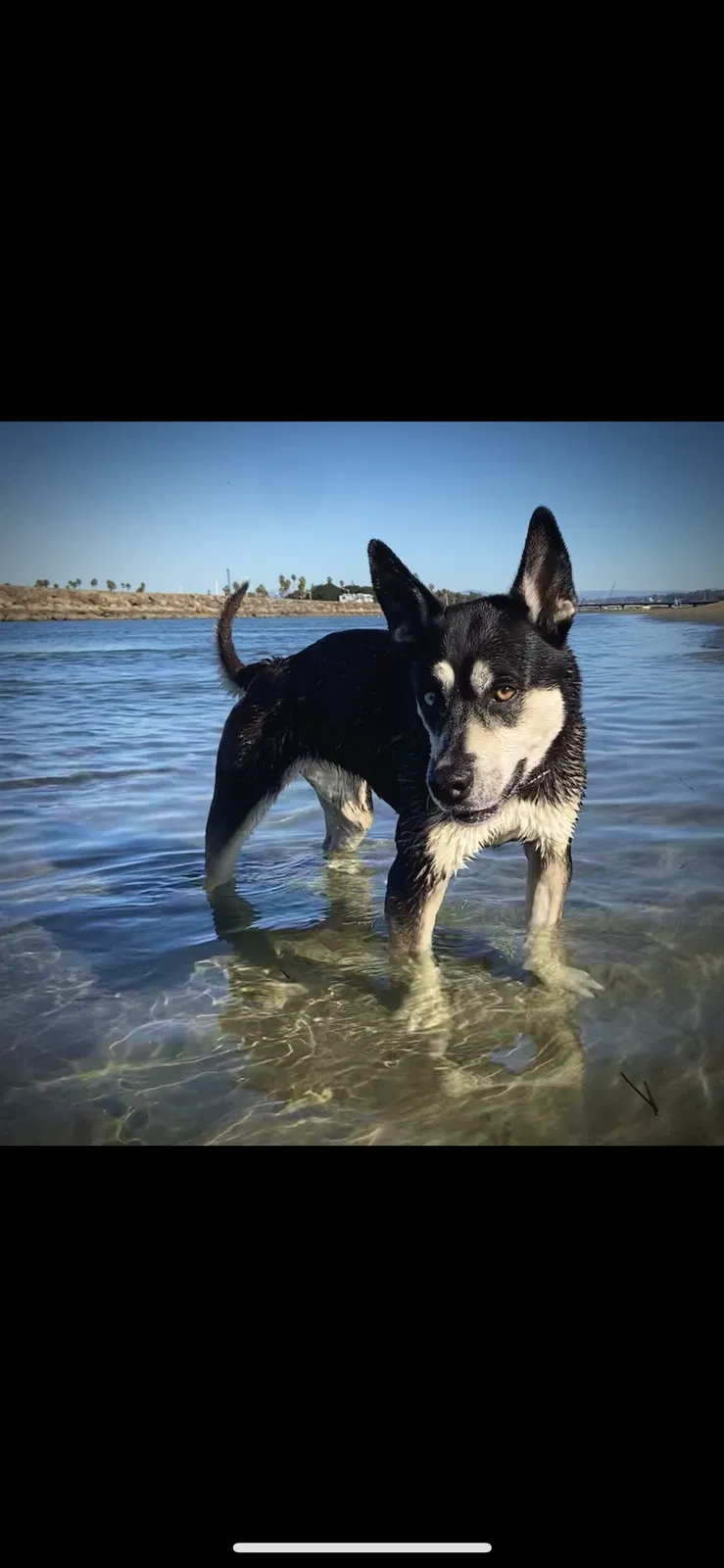 Lost dog in San Diego, CA, 92105