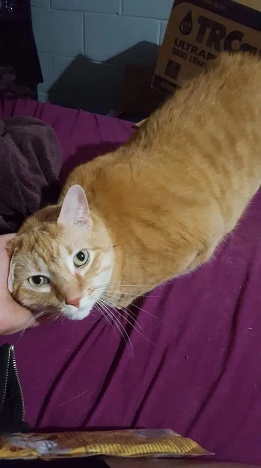 Lost cat in Green Bay, WI, 54302