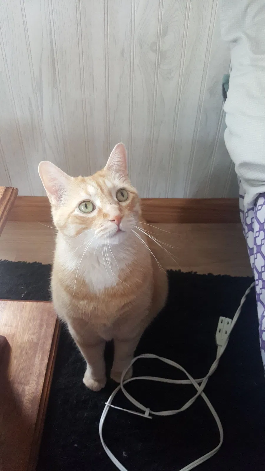 Lost cat in Green Bay, WI, 54302