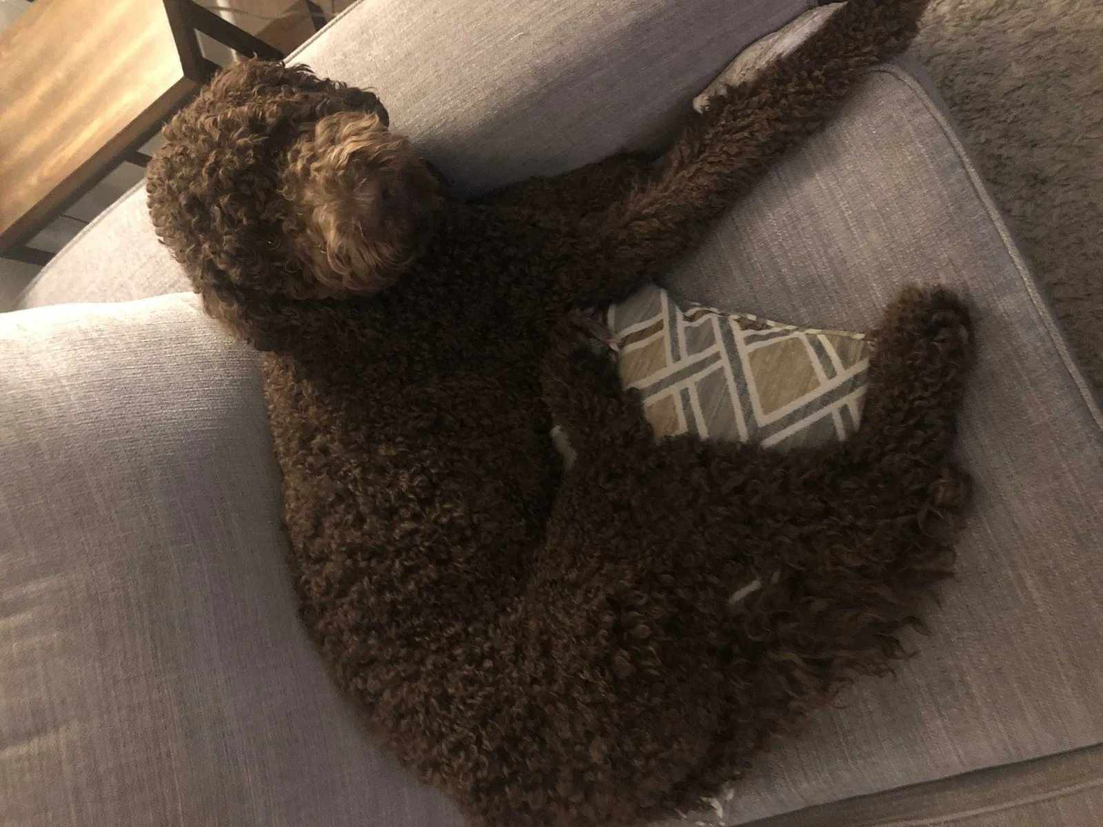 Lost dog in Dallas, TX, 75206