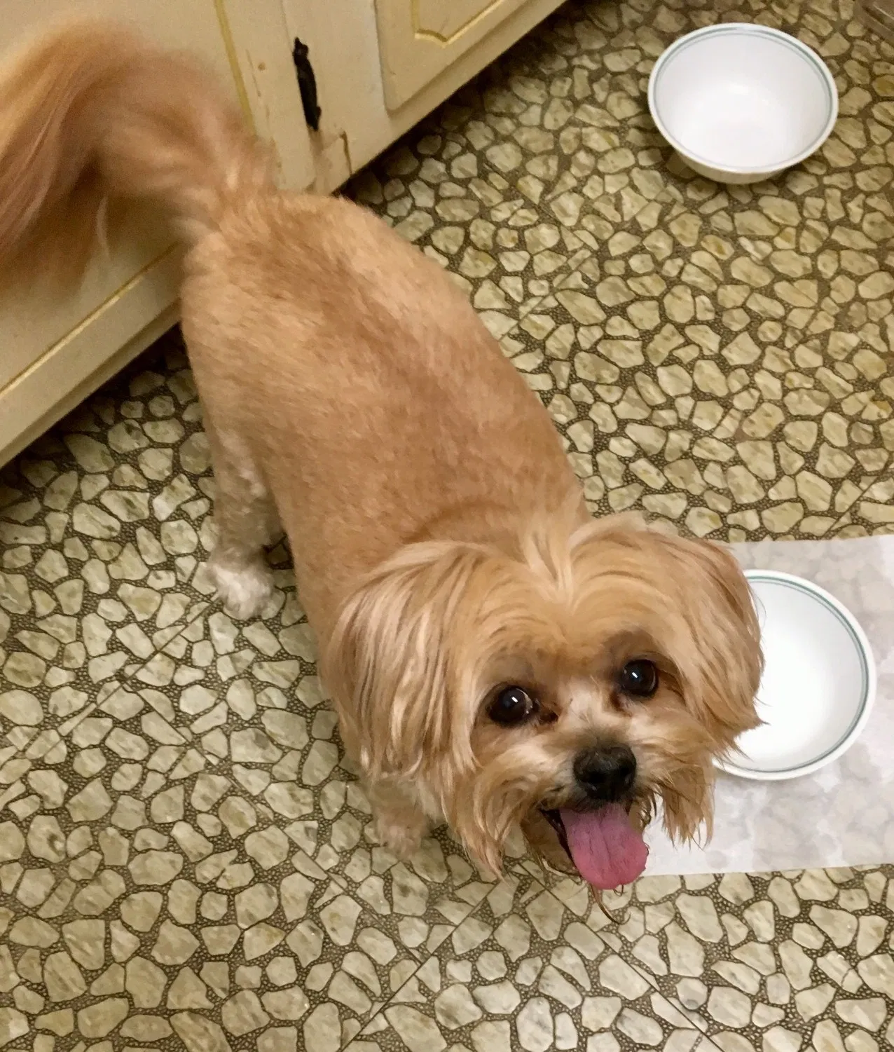 Lost dog in Oklahoma City, OK, 73119