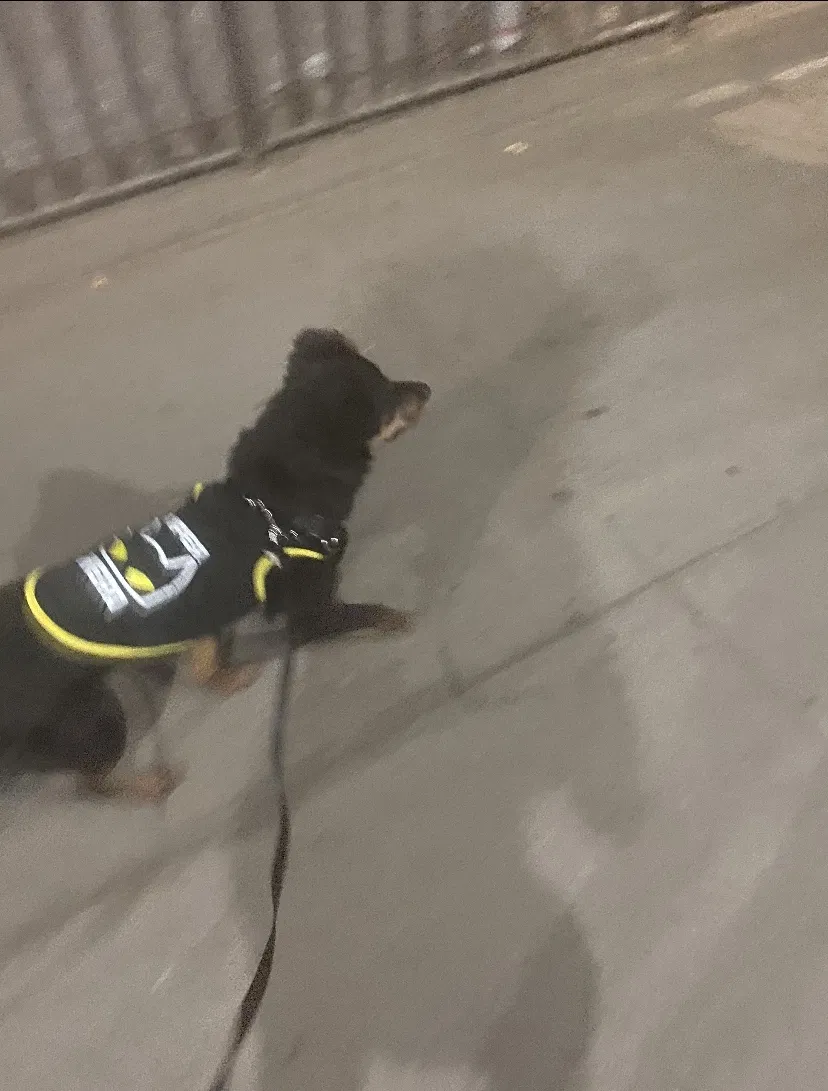 Lost dog in Bronx, NY, 10454