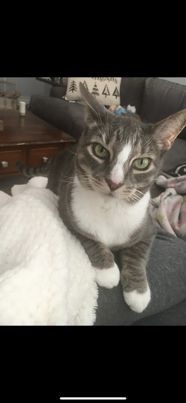 Lost cat in Cornelius, NC, 28031