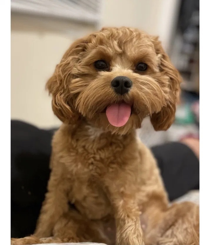 Lost dog in Chicago, IL, 60657
