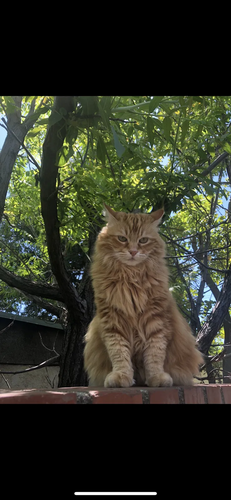 Lost cat in Van Nuys, CA, 91406