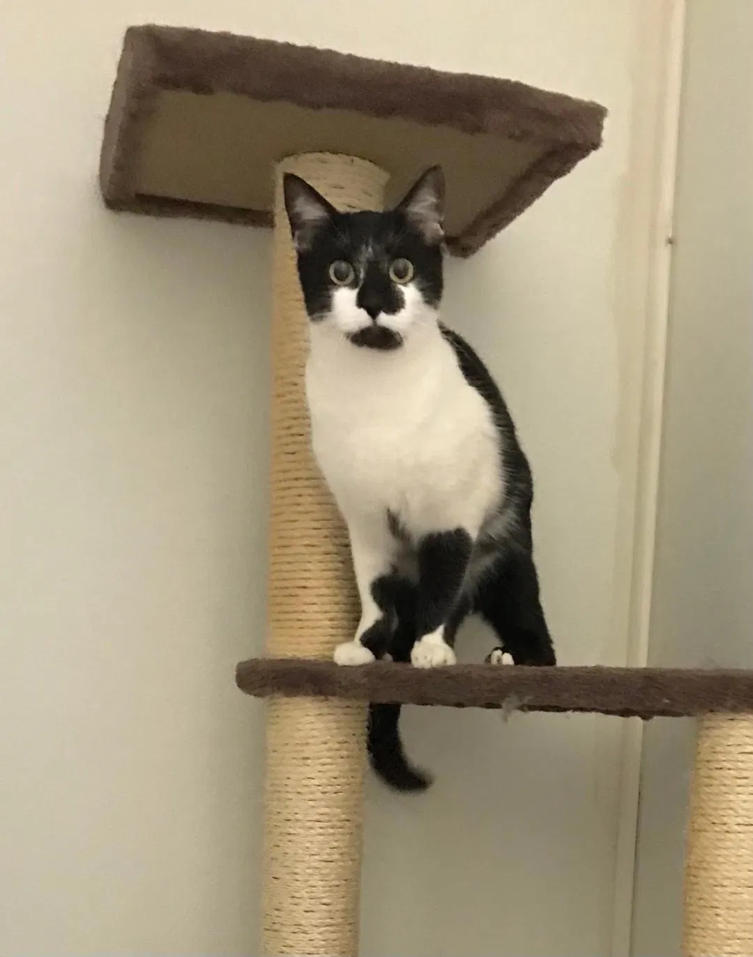 Lost cat in Mckinney, TX, 75071