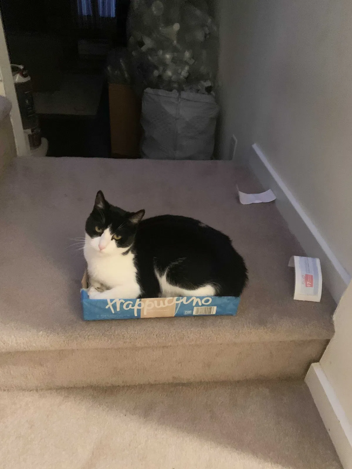 Lost cat in South Salem, NY, 10590