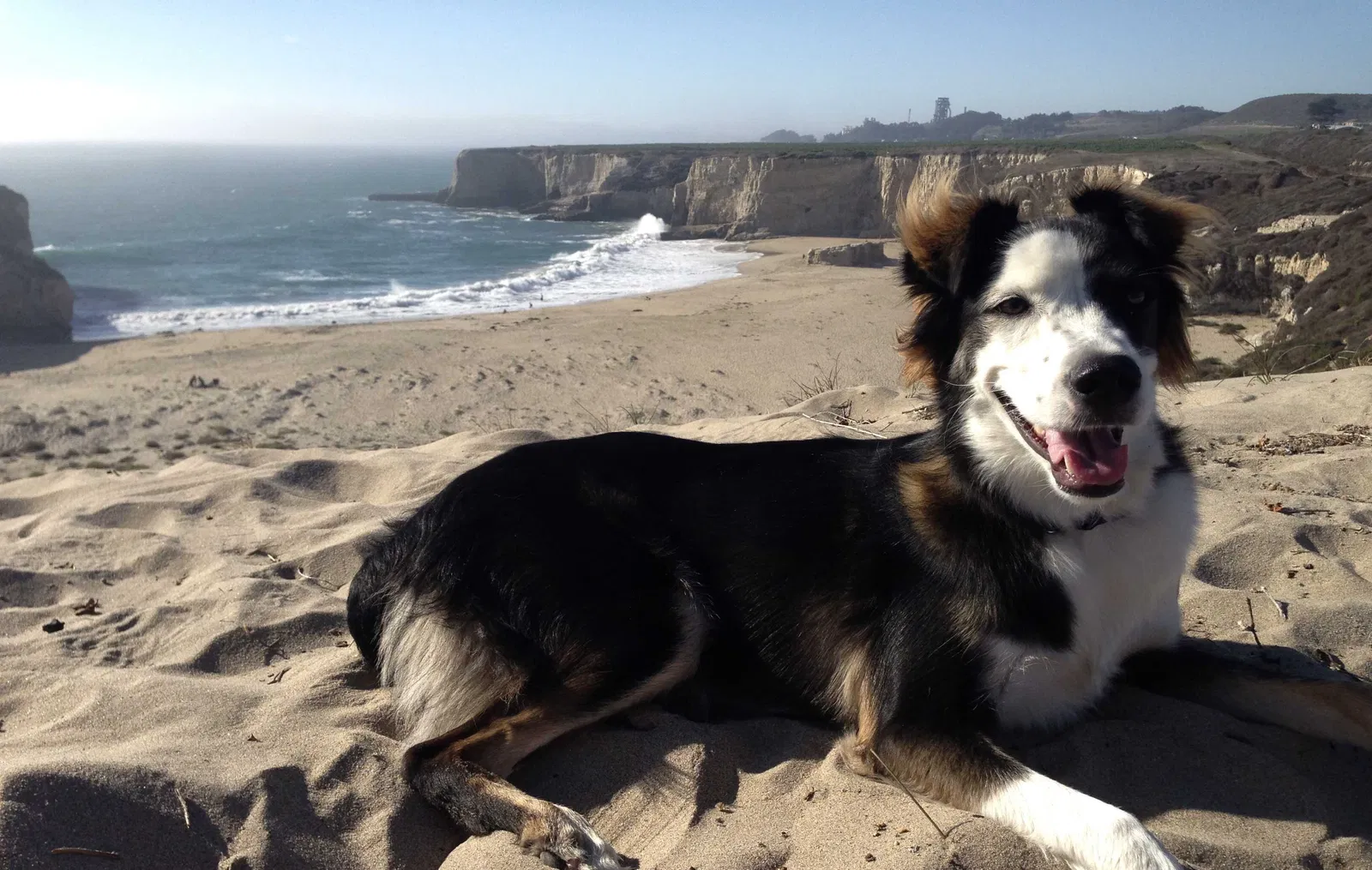 Lost dog in Modesto, CA, 95350