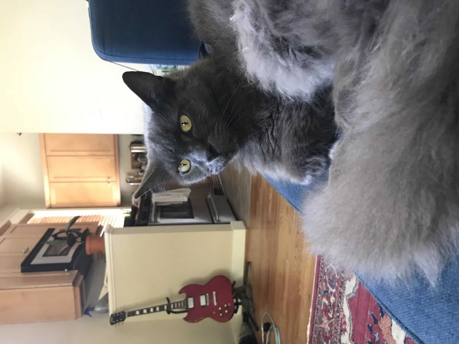 Lost cat in Portland, OR, 97214