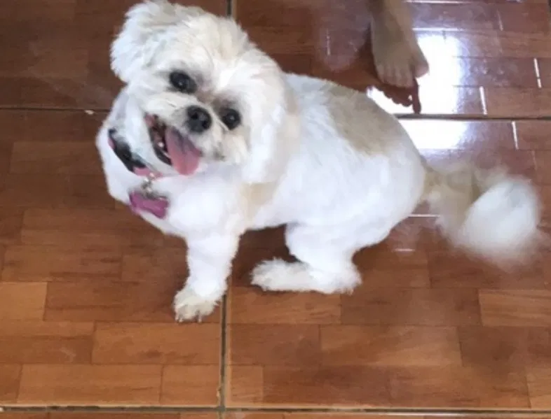 Lost dog in Saint Cloud, FL, 34772