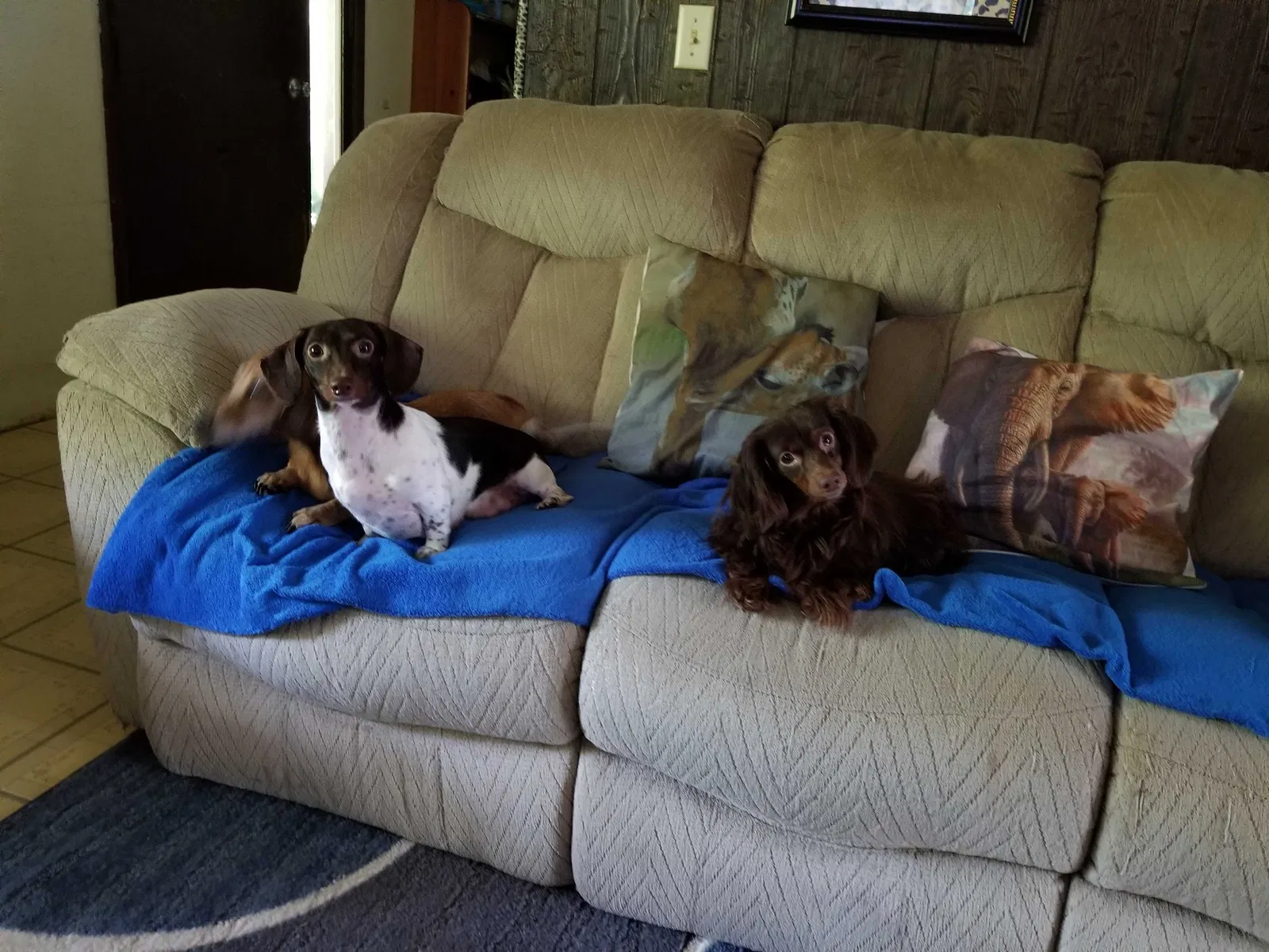 Lost dog in Hillsboro, OH, 45133