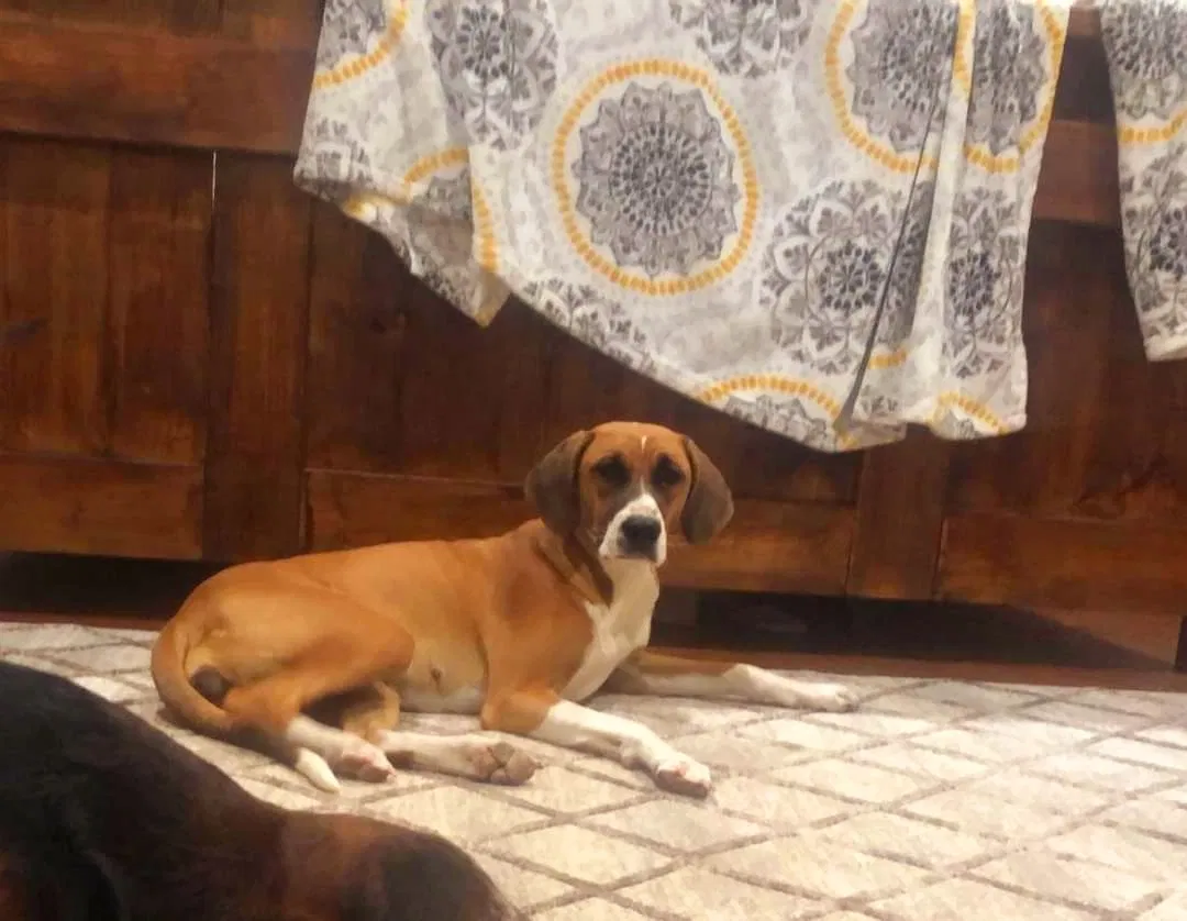 Lost dog in Killeen, TX, 76543