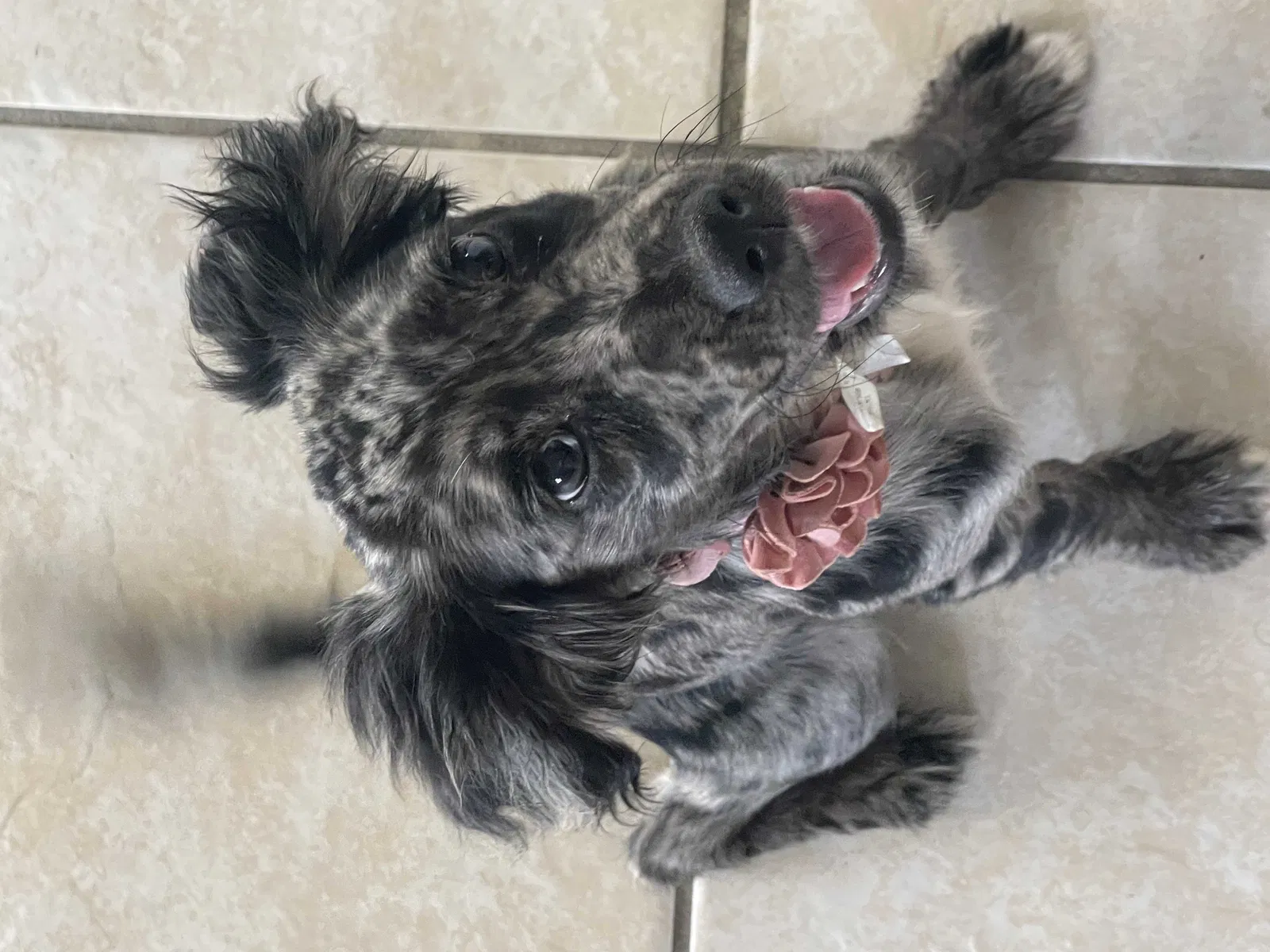 Lost dog in Lehigh Acres, FL, 33936