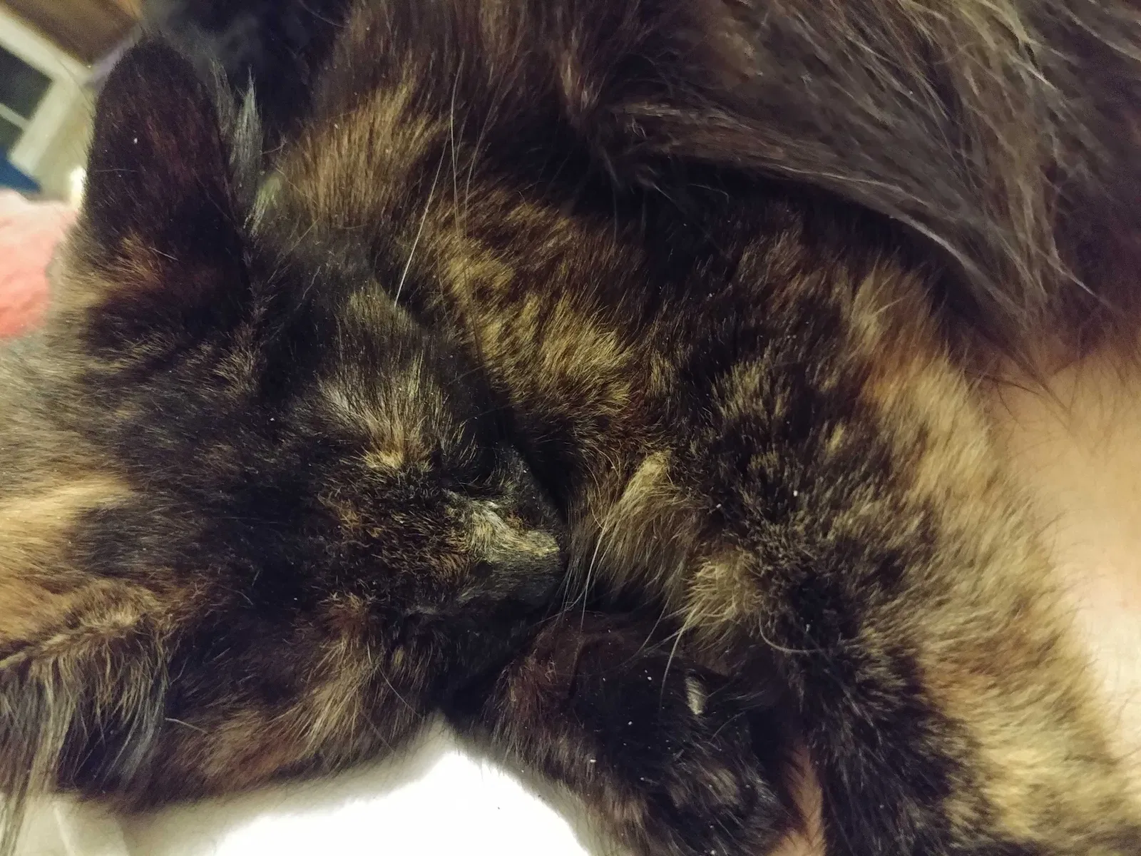 Lost cat in Gaston, IN, 47342