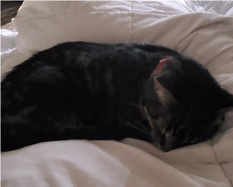 Lost cat in Saint Paul, MN, 55104