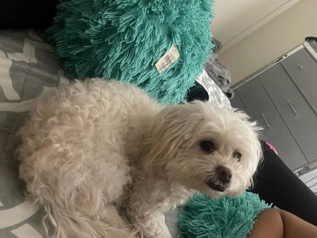 Lost dog in Cathedral City, CA, 92234