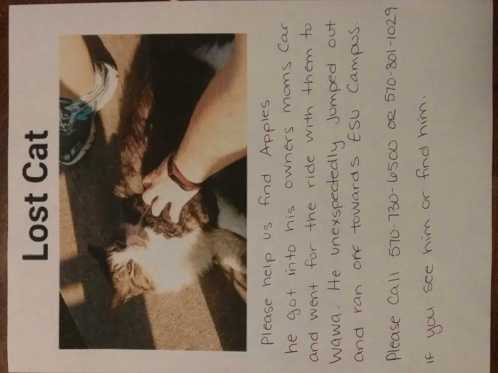 Lost cat in East Stroudsburg, PA, 18301