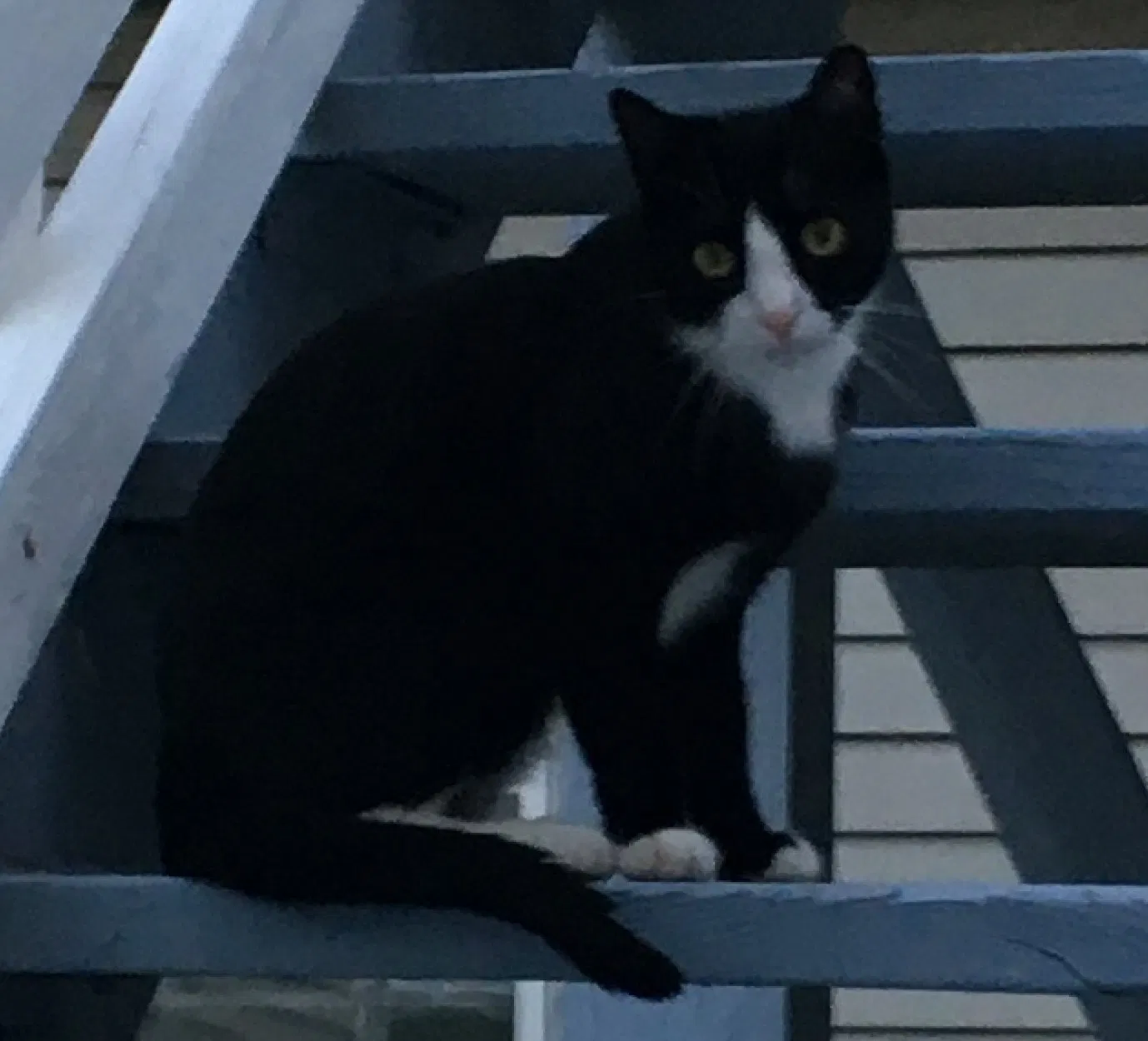 Lost cat in New Egypt, NJ, 8533