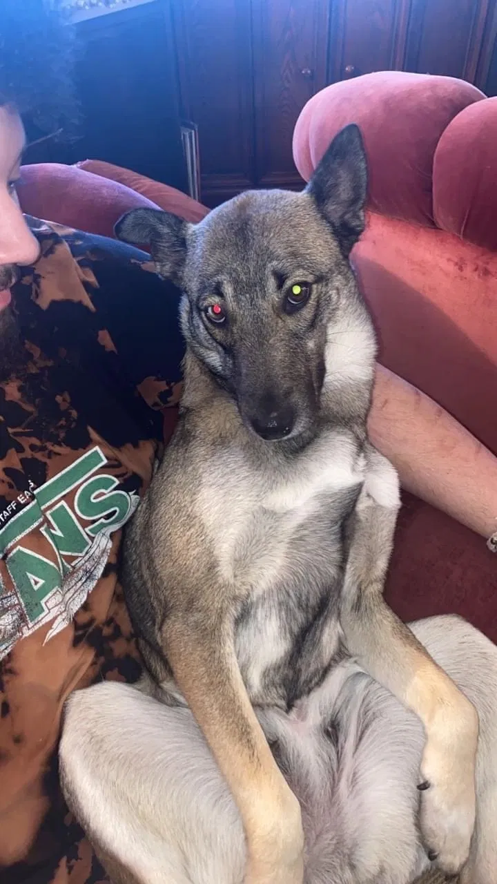 Lost dog in Flagstaff, AZ, 86004
