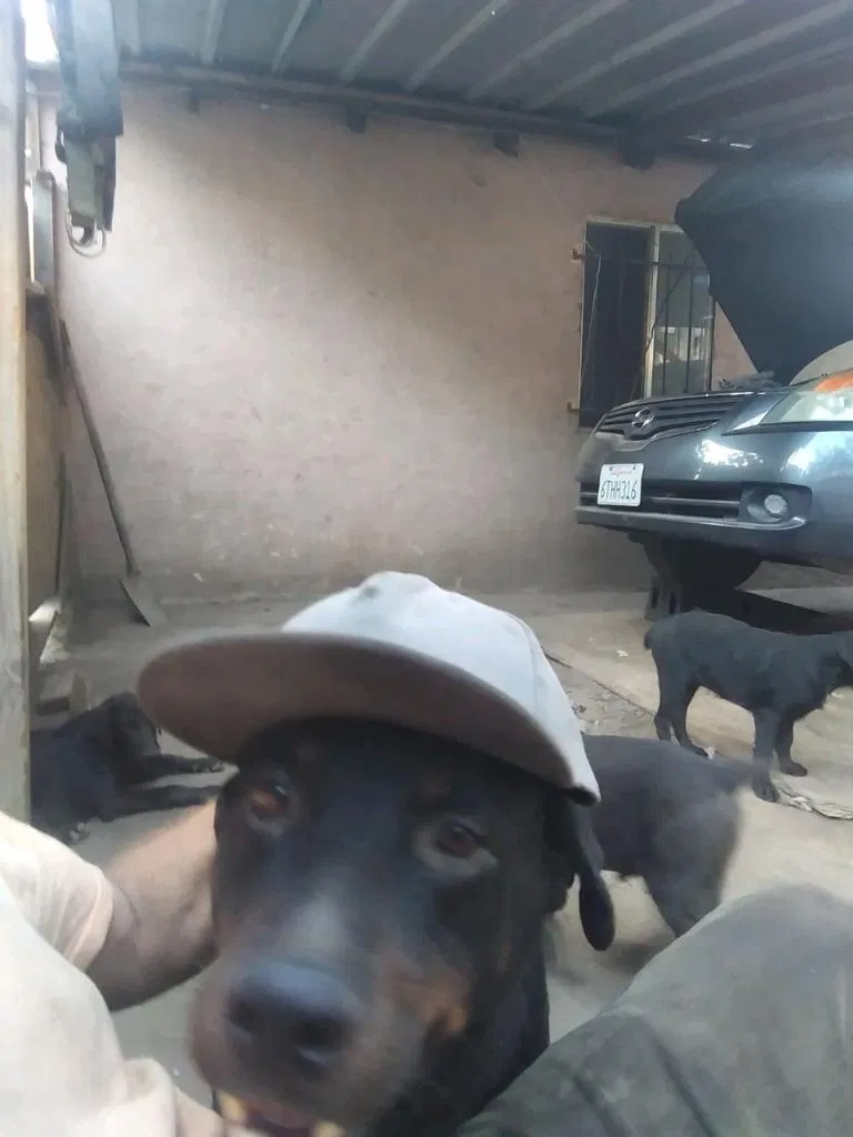 Lost dog in Stockton, CA, 95206