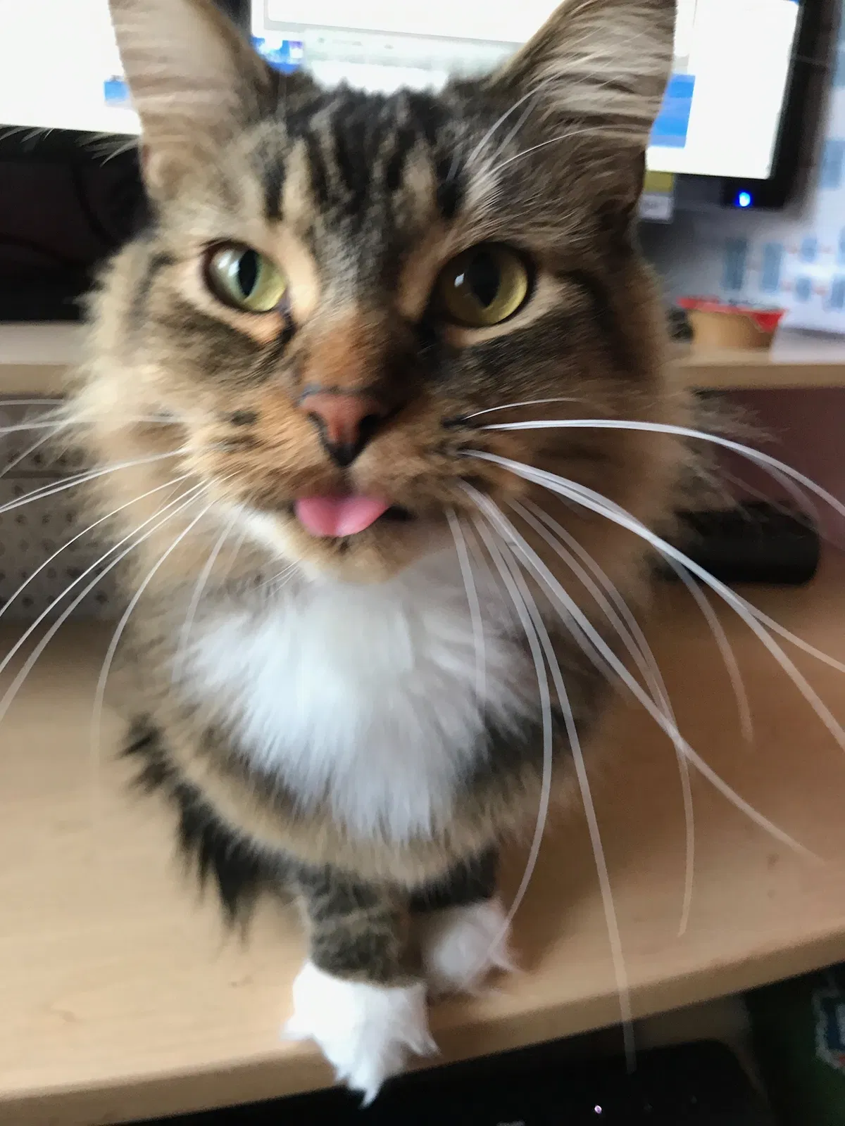 Lost cat in Reynoldsburg, OH, 43068